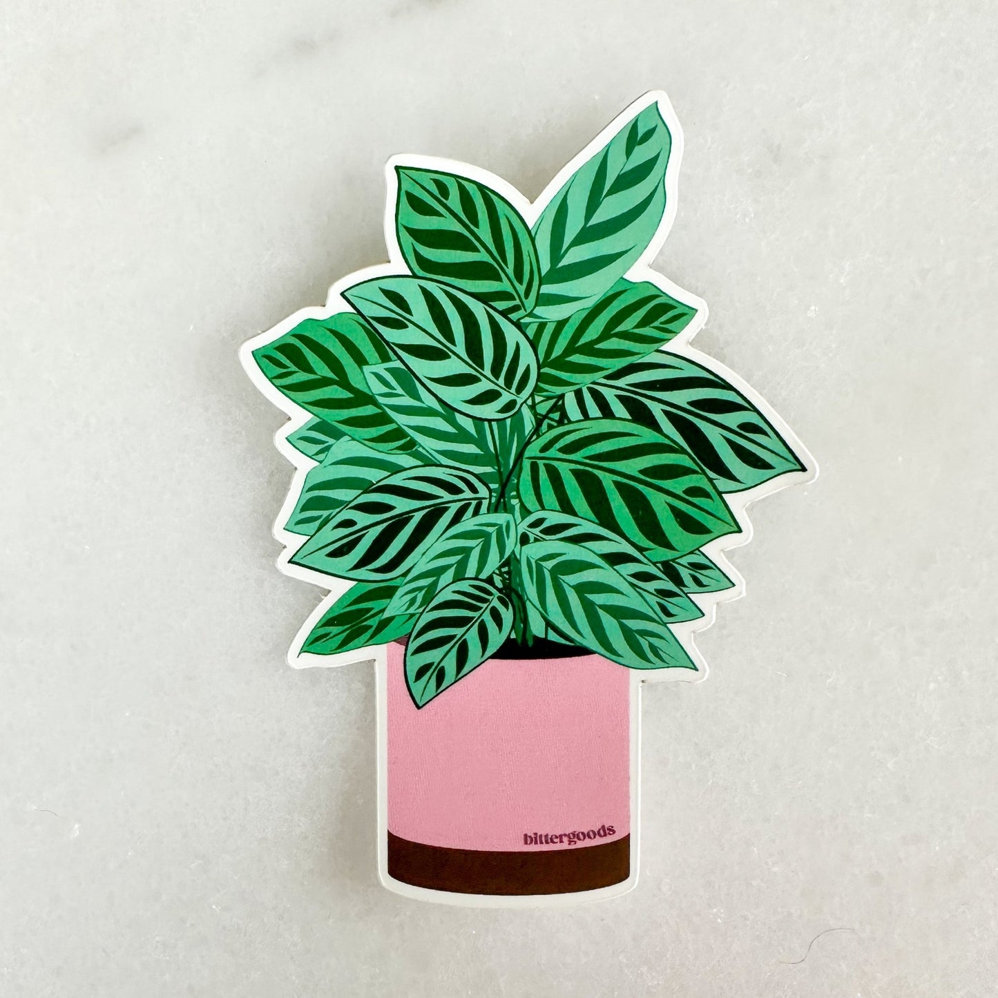 Calathea Peacock sticker, plant in pink pot