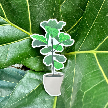 Fiddle leaf fig plant sticker resting on top of a fiddle leaf plant leaf